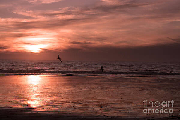 Cayucos Beach with Seagulls by Ian Donley Cayucos Beach with Seagulls by Ian Donley
