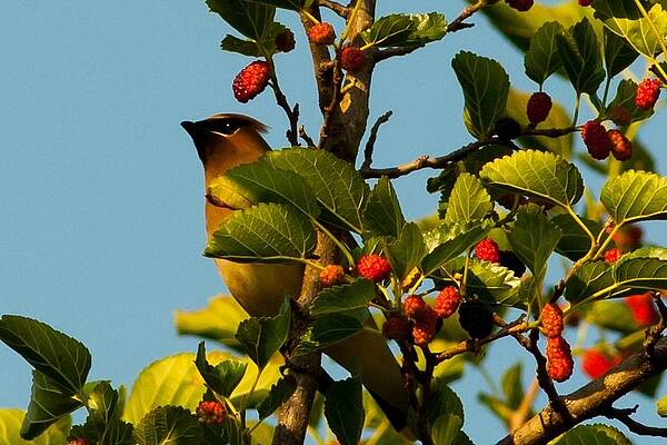 Lake Photograph - Cedar Waxwing 1 by Natural Focal Point Photography