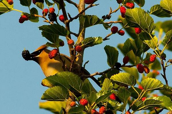 Lake Photograph - Cedar Waxwing 2 by Natural Focal Point Photography