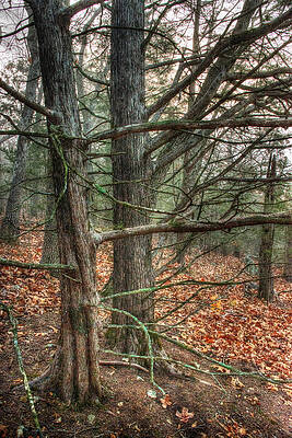 Wall Art - Photograph - Cedars Dusk and Dim by William Fields