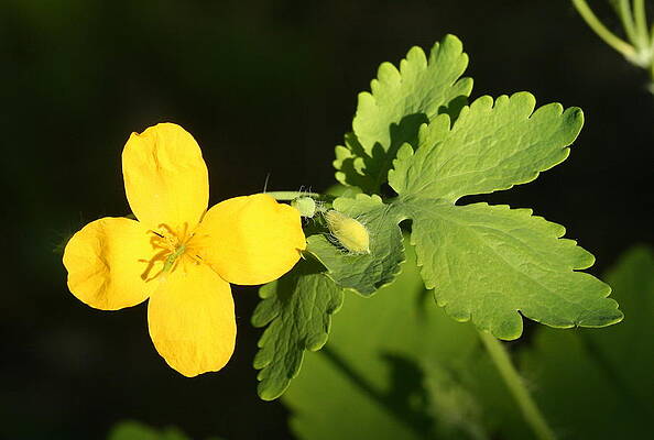 Celandine in the late afternoon by Dave Spier