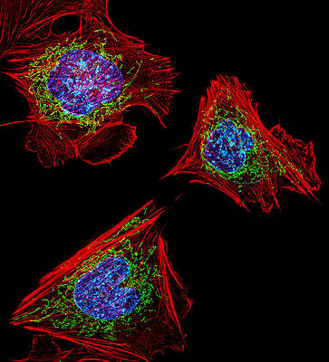 Wall Art - Photograph - Cell Structure, Fm by Science Source