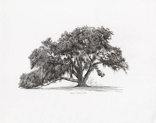 white oak tree drawing