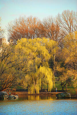 Central Park by Jes Fritze