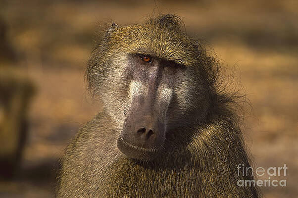 Chacma Baboon by Mareko Marciniak Chacma Baboon by Mareko Marciniak