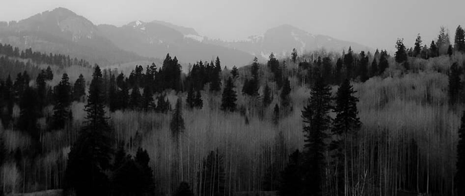 Chama trees by Atom Crawford Chama trees by Atom Crawford