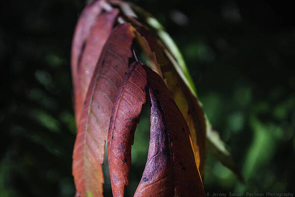 Change  by Jeremy Perlman