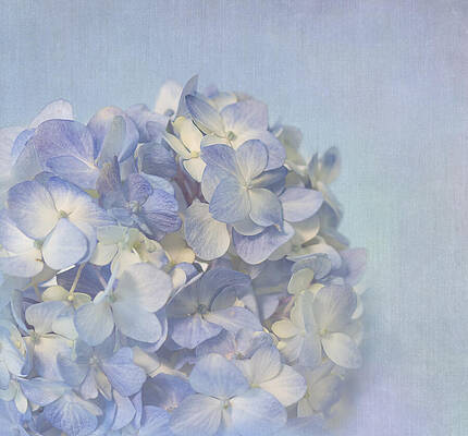 Wall Art - Photograph - Charming Blue by Kim Hojnacki