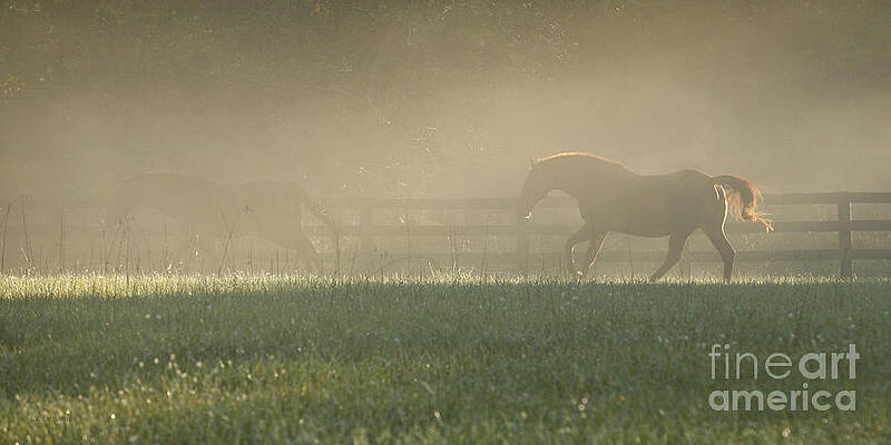 Chasing a Phantom by Carol Lynn Coronios Chasing a Phantom by Carol Lynn Coronios