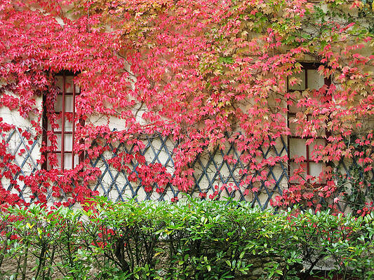 Chateau Chenonceau Vines on Wall Image One by Randi Kuhne Chateau Chenonceau Vines on Wall Image One by Randi Kuhne