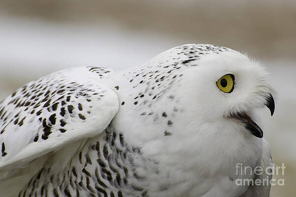 Cheeky snow owl by Les Palenik Cheeky snow owl by Les Palenik