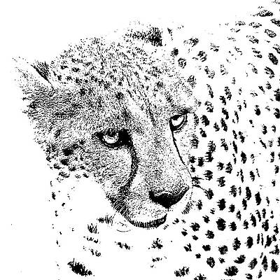 Wall Art - Digital Art - Cheetah 3 Quarters Macro Profile Stamp Black and White Digital Art Square Format by Shawn O'Brien
