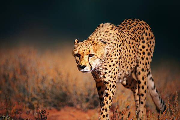 Wall Art - Photograph - Cheetah approaching from the front by Johan Swanepoel