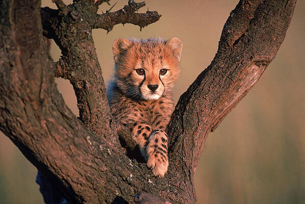 Wall Art - Photograph - Cheetah Cub Perched In A Tree.  Masai by Robert Caputo