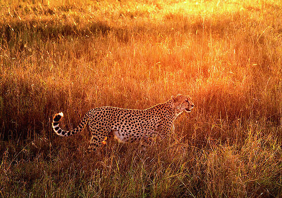 A Cheetah Print Pattern Background by Jon Schulte