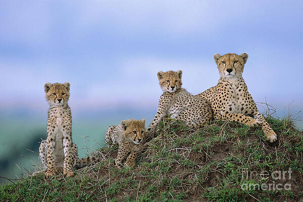 Wall Art - Photograph - Cheetah Mother And Cubs in Masai Mara by Yva Momatiuk John Eastcott