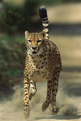 Wall Art - Photograph - Cheetah Running by San Diego Zoo