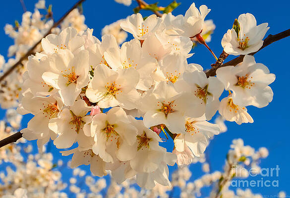 Wall Art - Photograph - Cherry Blossom Macro by Jeff at JSJ Photography