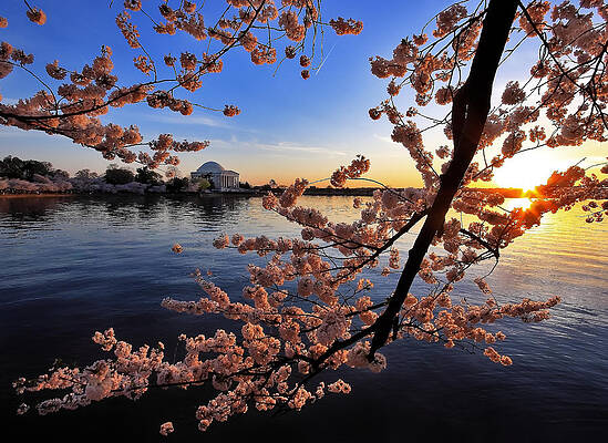 Cherry Blossoms and the Setting Sun over the Tidal Basin by SCB Captures Cherry Blossoms and the Setting Sun over the Tidal Basin by SCB Captures
