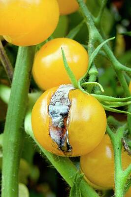 Wall Art - Photograph - Cherry Tomato Showing Skin Splitting by Science Photo Library