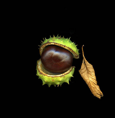 Chestnut and Leaf by Christian Slanec Chestnut and Leaf by Christian Slanec
