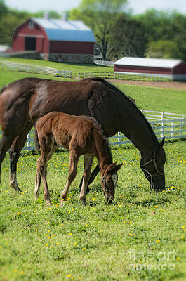 Chestnut Mare and Foal Grazing in a Field of Clover by John Franco