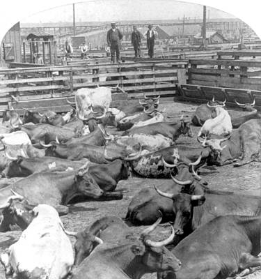 Wall Art - Photograph - Chicago, Union Stock Yard, 1900 by Science Source