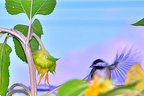 Chickadee in Motion by Catia Juliana Chickadee in Motion by Catia Juliana