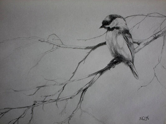 Wall Art - Drawing - Chickadee Sketch by Derrick Higgins