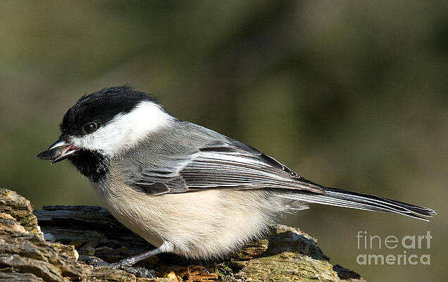 Wall Art - Photograph - Chickadee with prize by Cheryl Baxter