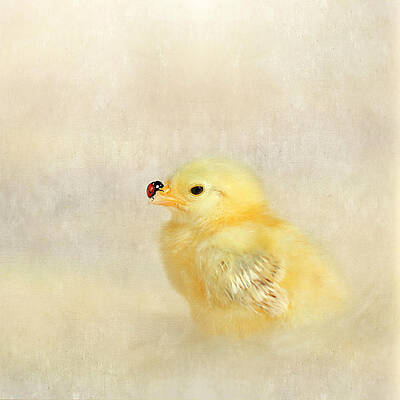 Chicken and ladybug by Heike Hultsch Chicken and ladybug by Heike Hultsch