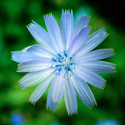 Wall Art - Photograph - Chicory by Chris Bordeleau