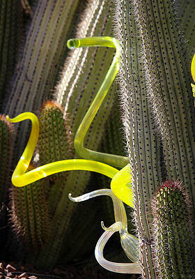 Chihuly in the Cacti by Aaron Burrows Chihuly in the Cacti by Aaron Burrows
