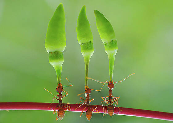 Wall Art - Photograph - Chili Cilider Team by Yahya Taufikurrahman