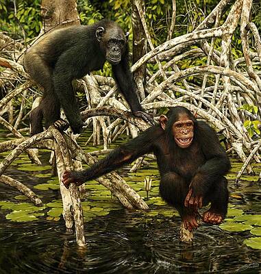 CHIMPANZEES IN MANGROVE by Owen Bell CHIMPANZEES IN MANGROVE by Owen Bell