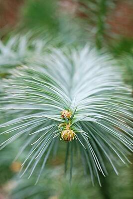 Wall Art - Photograph - Chinese Fir (cunninghamia Lanceolata) by Science Photo Library