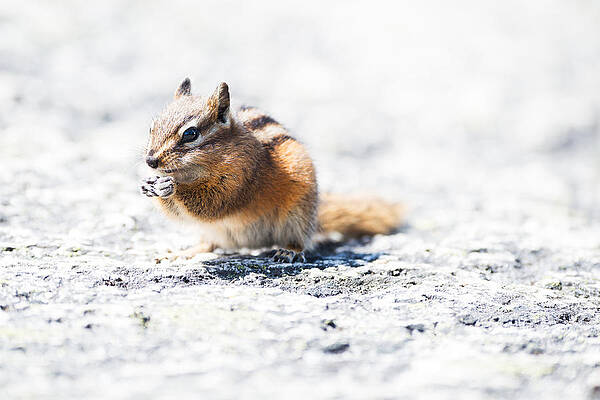 Chipmunk 3 by Andy Fung Chipmunk 3 by Andy Fung