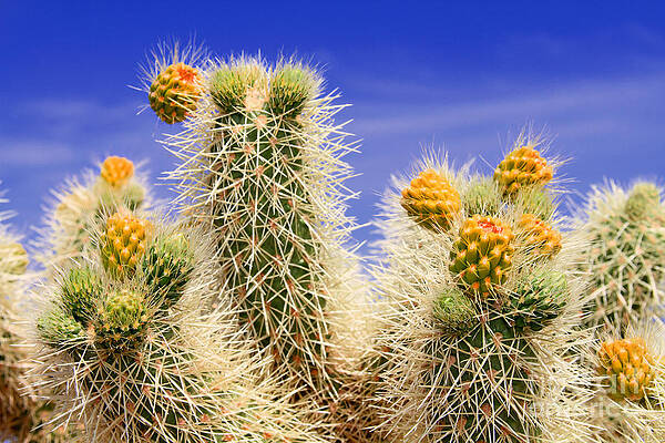 Cholla Cactus in Joshua Tree by Diana Sainz by Diana Raquel Sainz Cholla Cactus in Joshua Tree by Diana Sainz by Diana Raquel Sainz