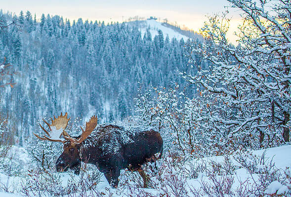 Wall Art - Photograph - Christie Moose by Kevin Dietrich