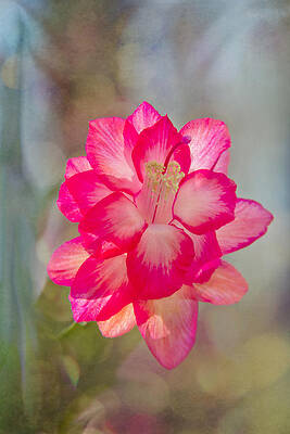 Christmas Cactus Bokeh by Jemmy Archer Christmas Cactus Bokeh by Jemmy Archer