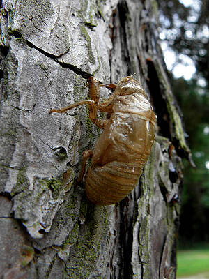 Cicada Bug Shell NC USA 2013 by Kim Galluzzo Wozniak Cicada Bug Shell NC USA 2013 by Kim Galluzzo Wozniak