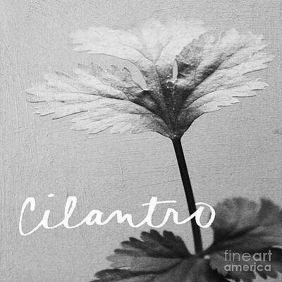 Wall Art - Mixed Media - Cilantro by Linda Woods