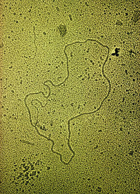 Wall Art - Photograph - Circular Loop Or Plasmid Of Bacterial Dna by Science Photo Library