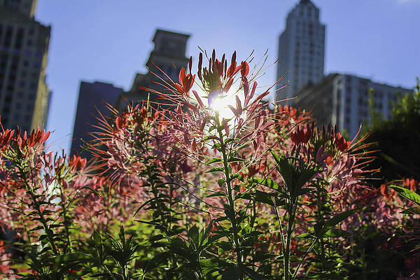 City Sun by Jeremy Perlman
