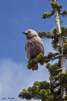 Clark's Nutcracker in a Fir Tree by Jeff Goulden