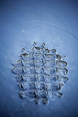 Wall Art - Photograph - Close-up, High Angle View Of Partially by Ron Koeberer