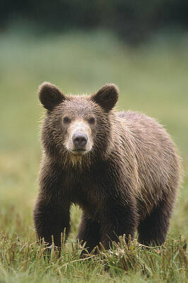 Wall Art - Photograph - Close Up Of A Brown Bear Standing In A by Tom Soucek