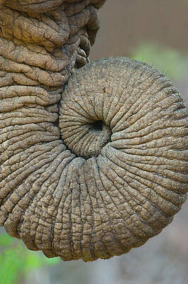 Wall Art - Photograph - Close-up Of An African Elephants Trunk by Panoramic Images