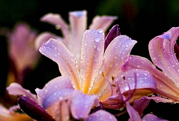Close Up of Flowers # 2 by Thomas Firak Close Up of Flowers # 2 by Thomas Firak