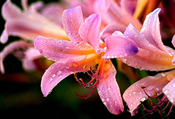 Close up of Flowers by Thomas Firak Close up of Flowers by Thomas Firak